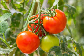 Fresh Tomatoes